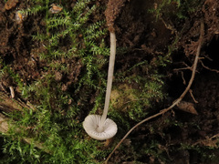Hemimycena lactea