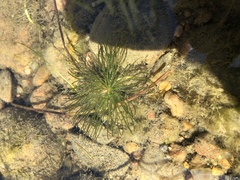 Ceratophyllum demersum