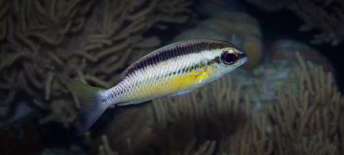 Scolopsis margaritifera