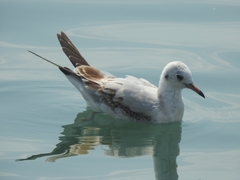 Chroicocephalus ridibundus