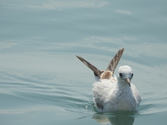 Chroicocephalus ridibundus