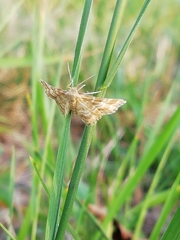 Emmiltis pygmaearia