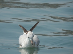 Chroicocephalus ridibundus