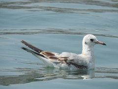 Chroicocephalus ridibundus