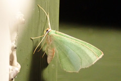 Nemoria rubrifrontaria