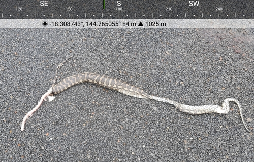 Coastal Carpet Python sighting