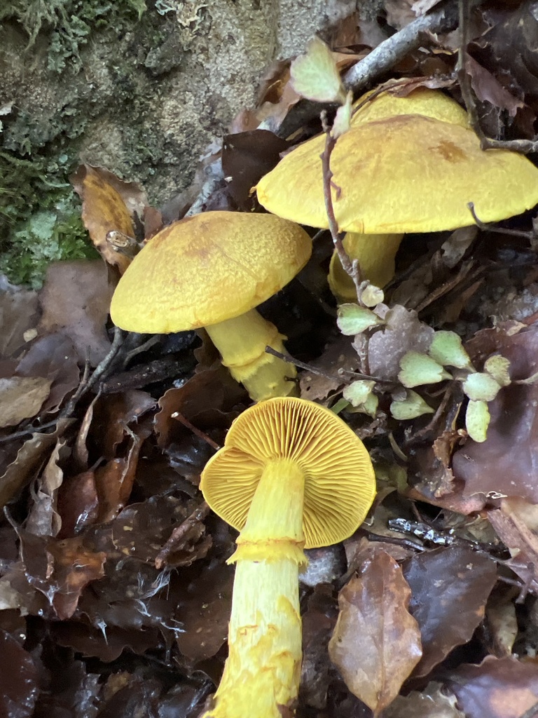 Cortinarius canarius · May 2025 · photo: © davidorlovich (iNaturalist, cc-by)