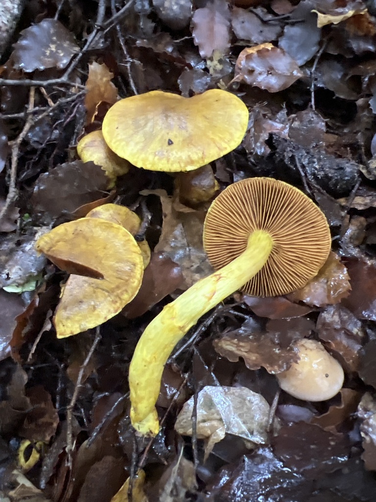 Cortinarius canarius · May 2025 · photo: © davidorlovich (iNaturalist, cc-by)