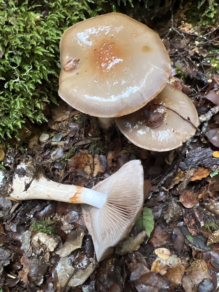 Cortinarius taylorianus · May 2025 · photo: © davidorlovich (iNaturalist, cc-by)