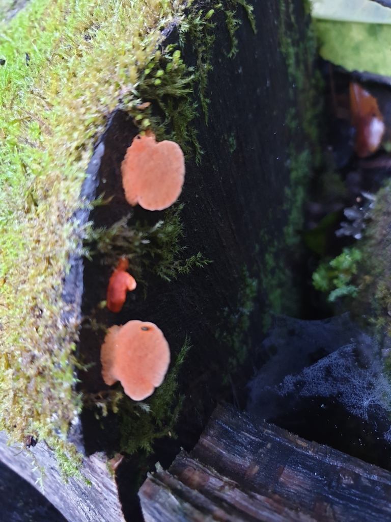 Trametes coccinea · May 2025 · photo: © samlasham (iNaturalist, cc0)
