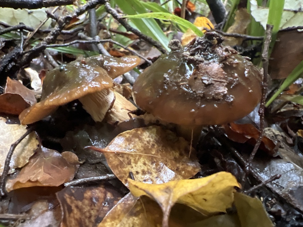 Cortinarius majestaticus · May 2025 · photo: © davidorlovich (iNaturalist, cc-by)