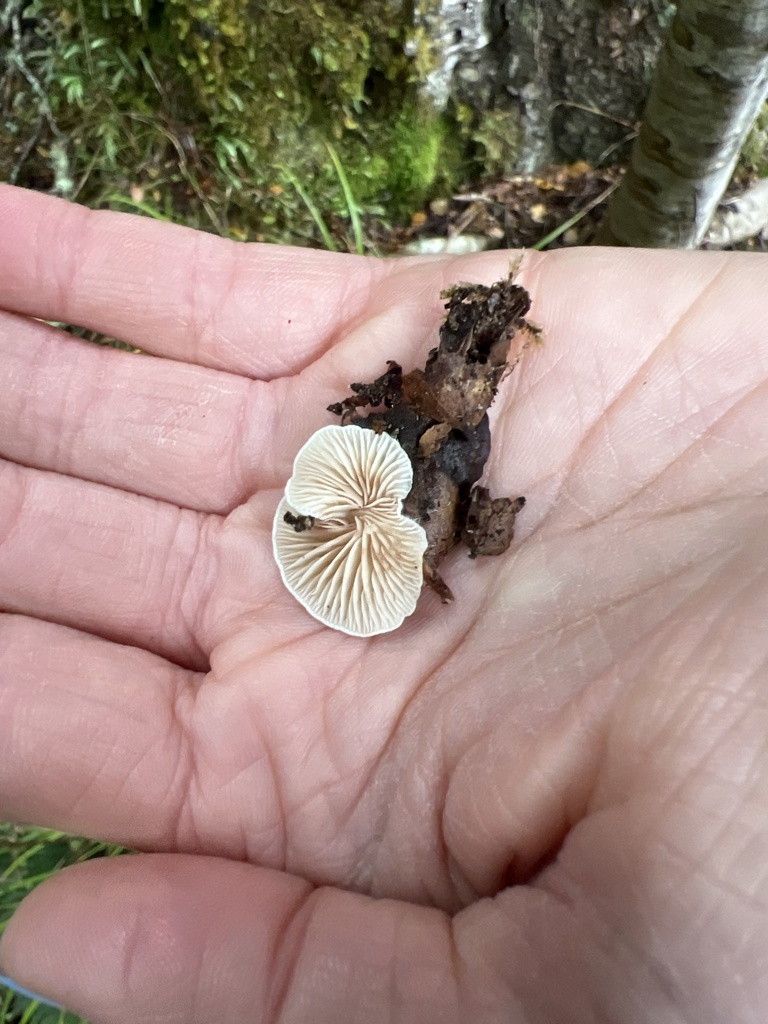 Crepidotus gilvidus