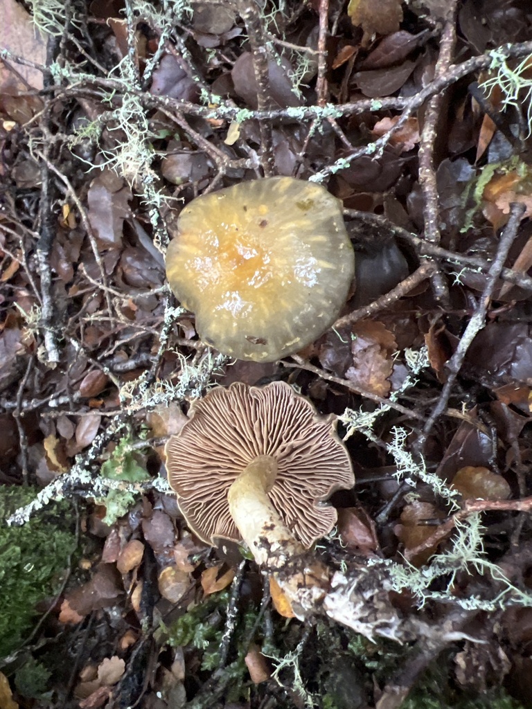 Cortinarius tessiae · May 2025 · photo: © davidorlovich (iNaturalist, cc-by)