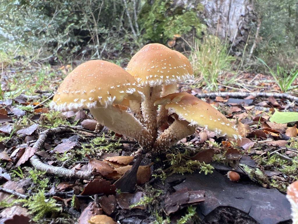 Hypholoma australianum · May 2025 · photo: © davidorlovich (iNaturalist, cc-by)