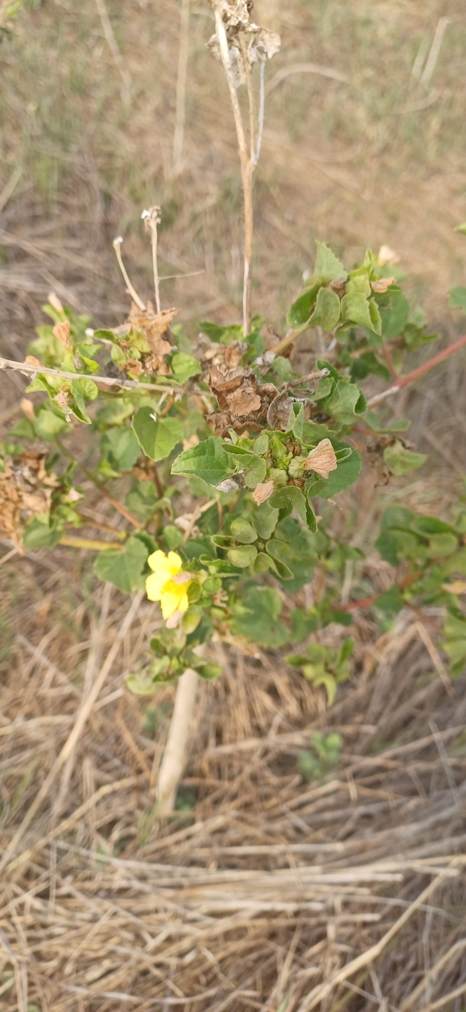 Imagem de Malva-branca