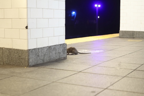 Rat photographed near here on 2025-05-02