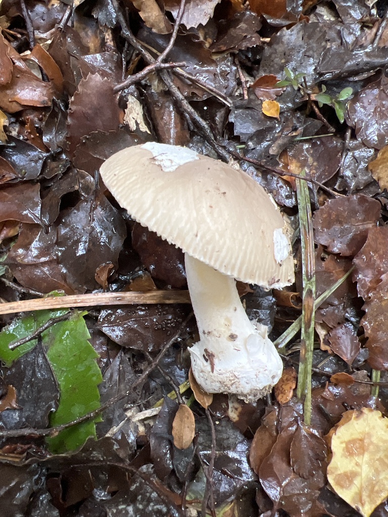 Amanita taiepa · May 2025 · photo: © davidorlovich (iNaturalist, cc-by)