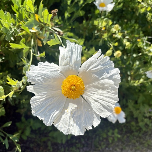 iNaturalist observation photo of Coulter's matilija poppy