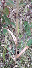 Bromopsis