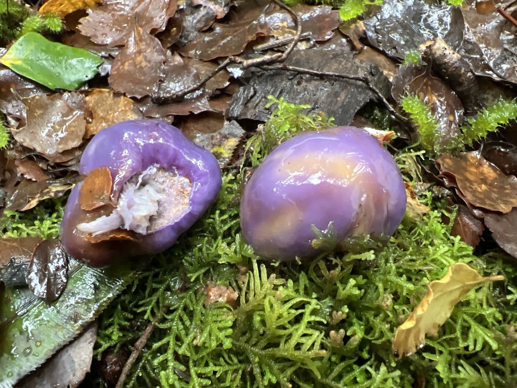 Cortinarius purpureocapitatus · May 2025 · photo: © davidorlovich (iNaturalist, cc-by)