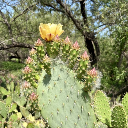iNaturalist observation photo of Coastal Pricklypear