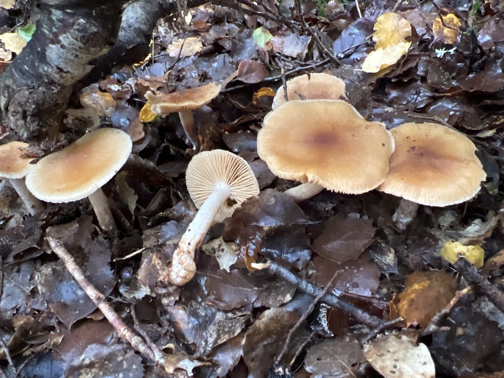 Cortinarius peraureus · May 2025 · photo: © davidorlovich (iNaturalist, cc-by)