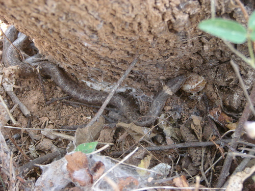 Hypsiglena torquata