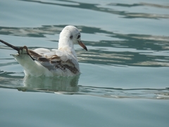 Chroicocephalus ridibundus