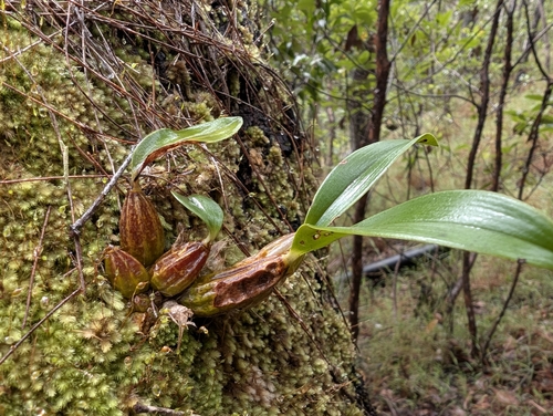Oak Orchid (Dendrobium jonesii)