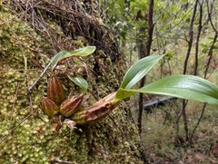 Oak Orchid (Dendrobium jonesii)
