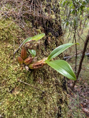Image of Dendrobium jonesii by (c) Daniel Montesinos, some rights reserved (CC BY)