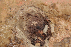 Cacosternum boettgeri