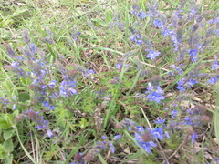 Veronica capsellicarpa