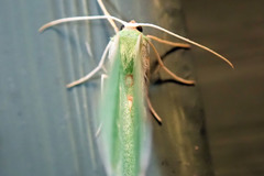 Nemoria rubrifrontaria