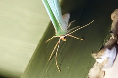 Nemoria rubrifrontaria