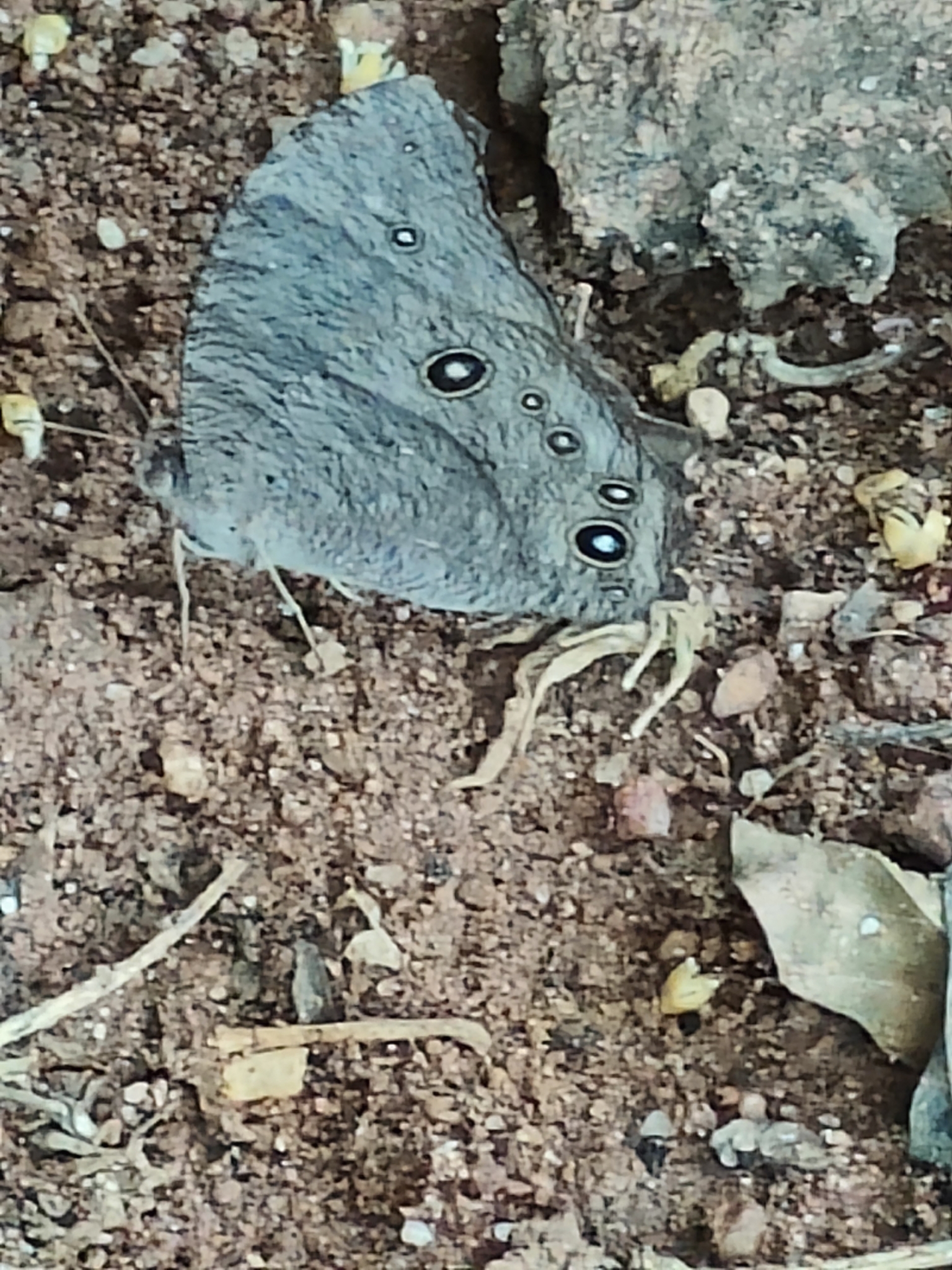 Common Evening Brown