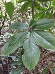 Pseudopanax laetus