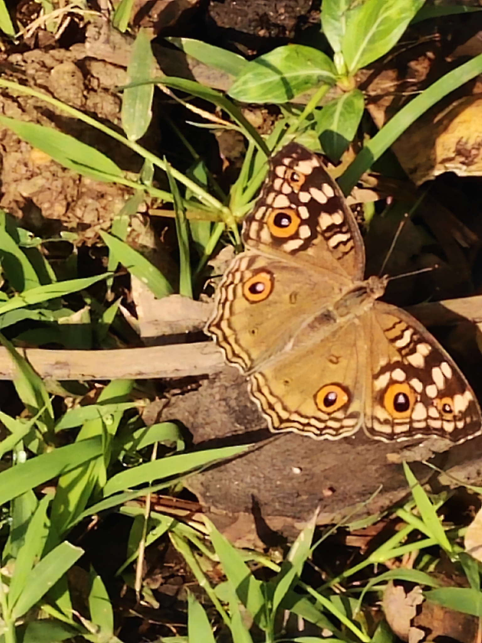 Lemon Pansy