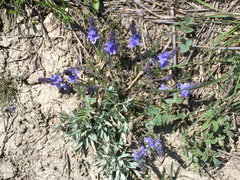 Veronica capsellicarpa