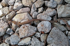 Gerrhonotus liocephalus