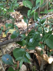 Sarcococca ruscifolia