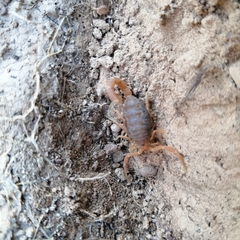 Parabuthus planicauda