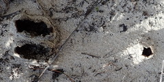 Peziza ammophila