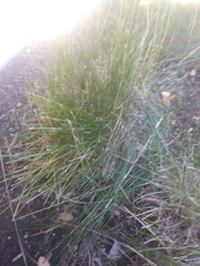 Carex eburnea