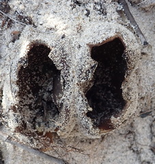 Peziza ammophila