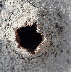 Peziza ammophila