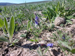 Veronica capsellicarpa