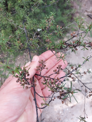 Image of Kunzea salterae by no rights reserved