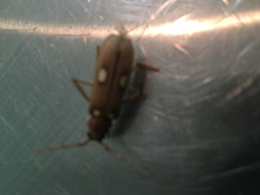 Eburia quadrigeminata