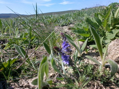 Veronica capsellicarpa